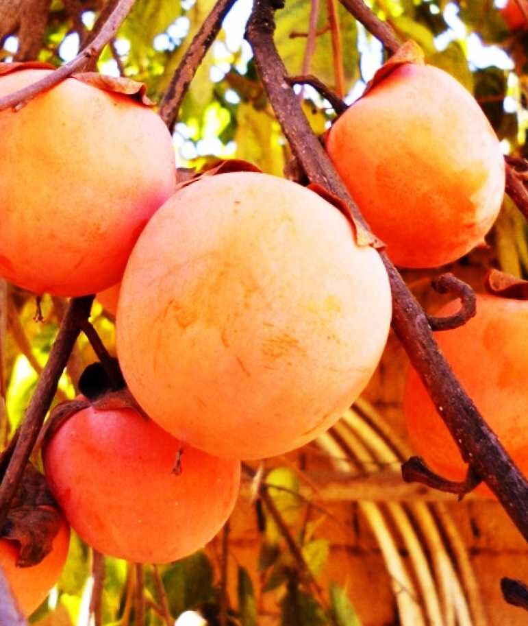 Сорт хурмы Божий дар - Описание