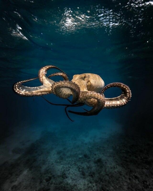 О развитии мозга осьминогов