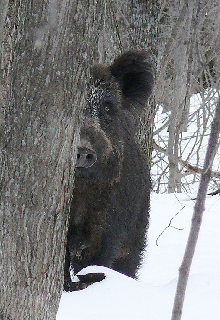 Кабаниха внимательно присматривалась ко мне