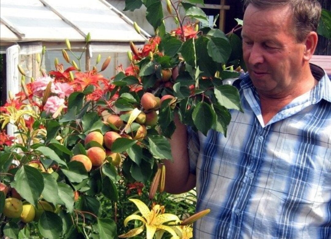 Абрикос сорт "Монастырский"