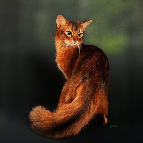 Сомалийская кошка окраса соррель с тикированием меха (фото взято с pinterest)