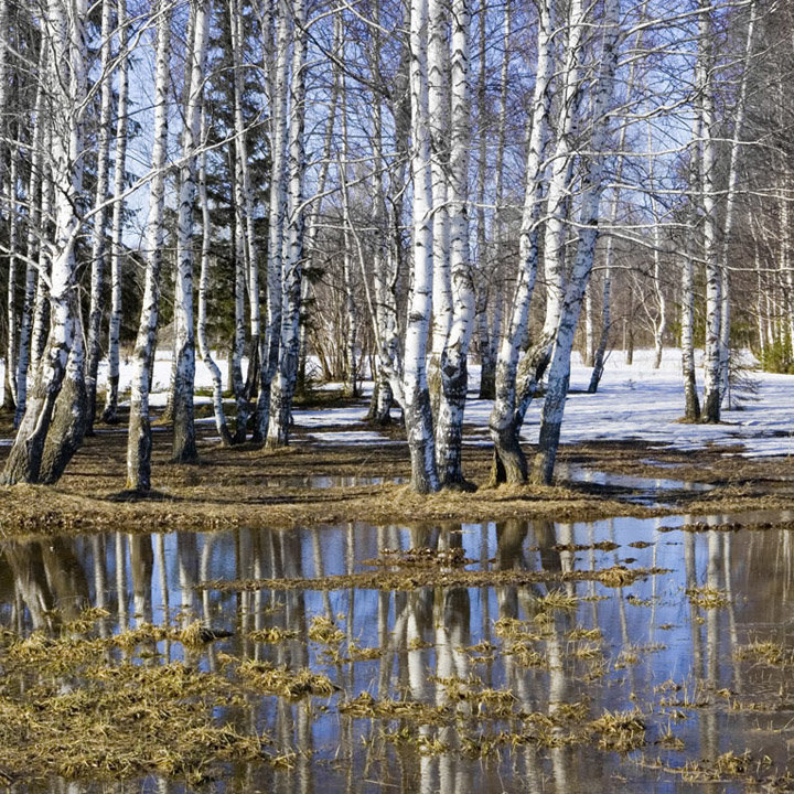 Яндекс картинки 