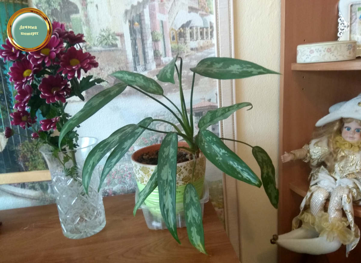 Композиция. В качестве обработки использовала "контраст"