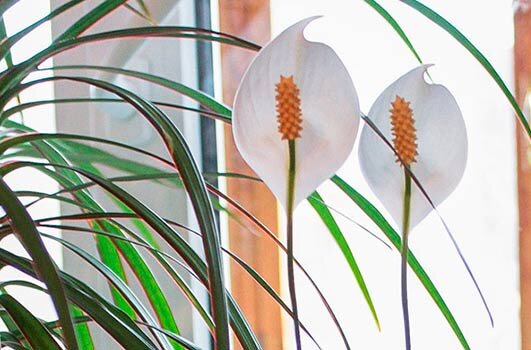 Цветение спатифиллума