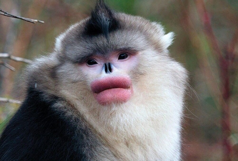 Мартышка ринопитеки кого то очень напоминает🤔... 