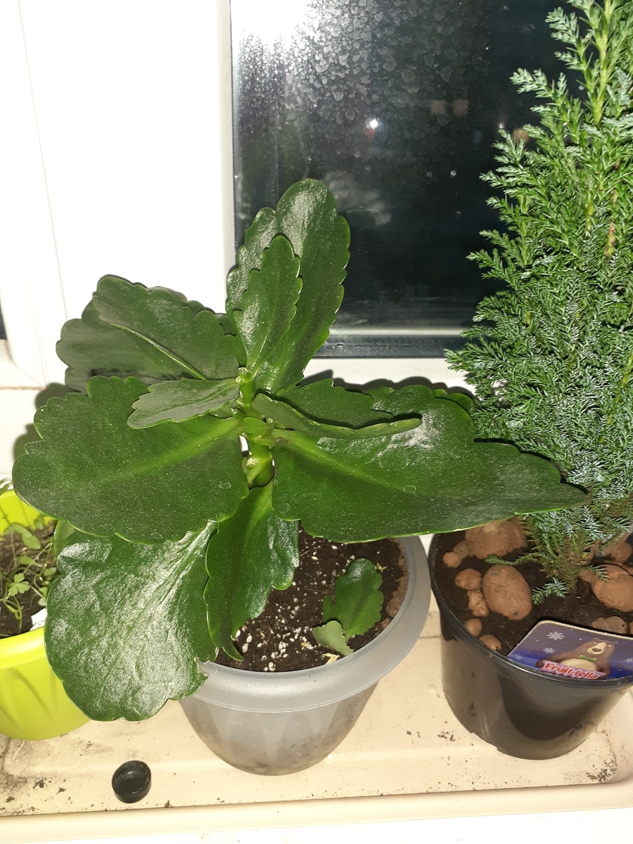 это оно после пересадки и обрезки цветоносов