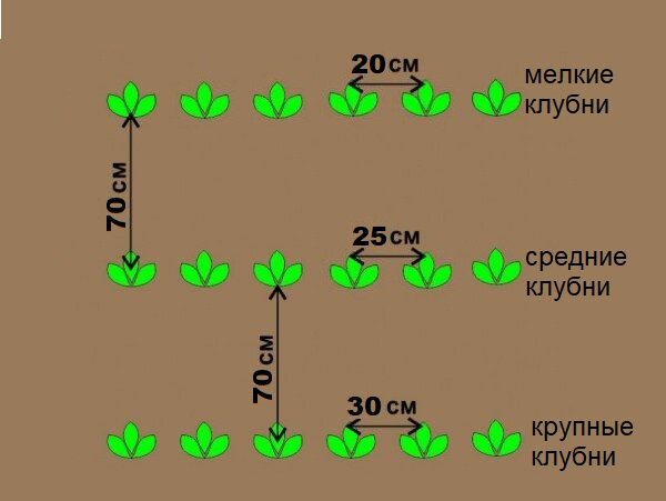Схема посадки картофеля