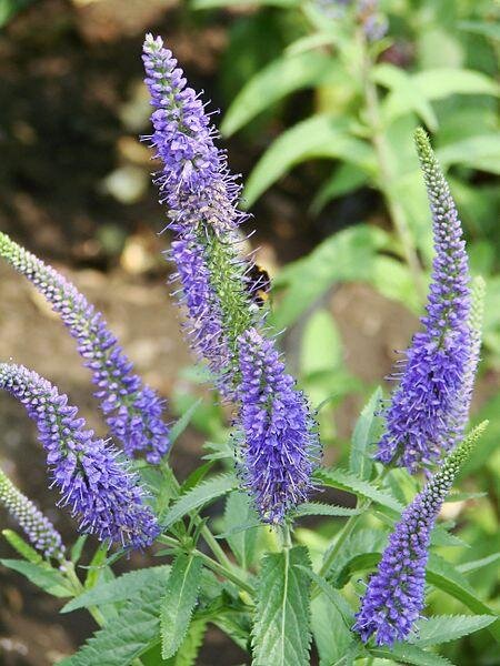 вероника длиннолистная фото из интернета