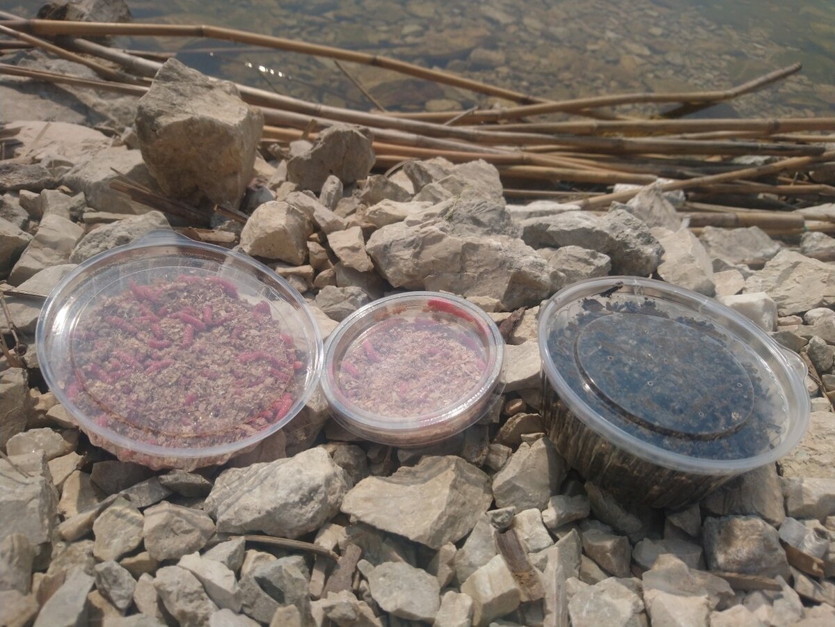 Опарик,червь.