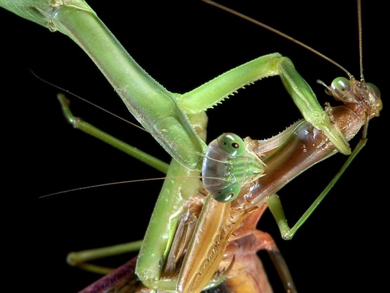 Личинка богомола обыкновенного. Самец богомола. Самка богомола сжирает самца после спаривания. Африканский короткокрылый богомол. Самец богомола.
