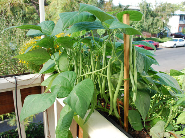 Фасоль, источник фото - balconygardenweb.com