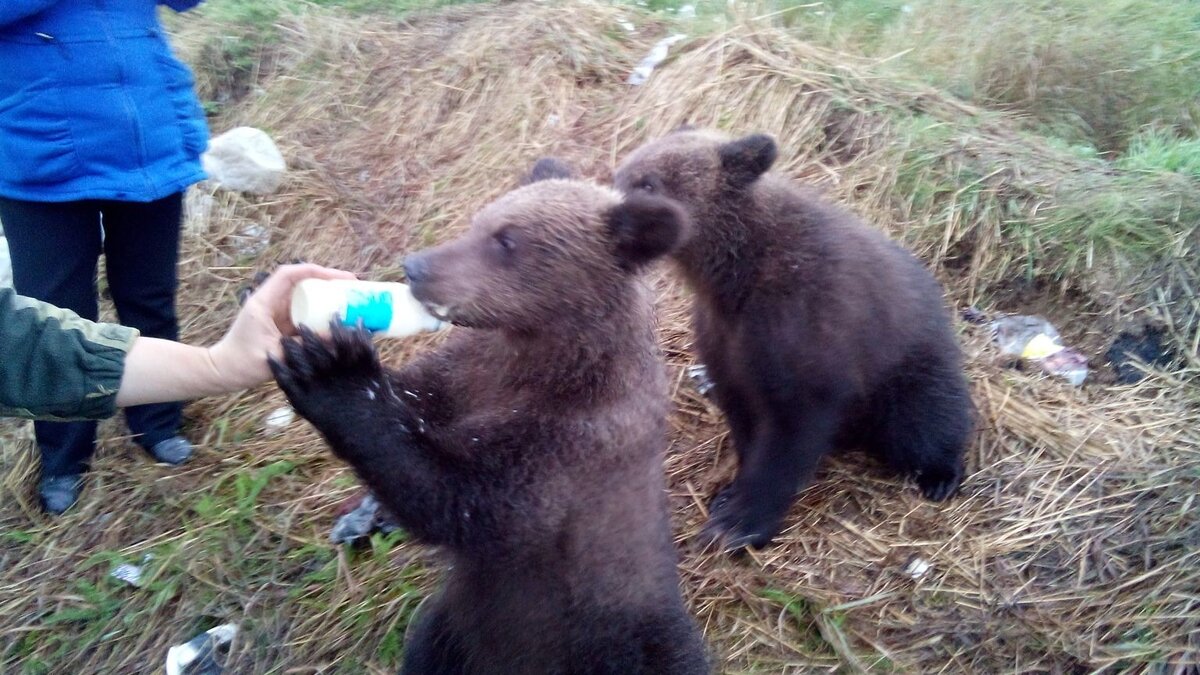 молочная поддержка