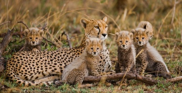 https://st2.depositphotos.com/4507459/6670/i/950/depositphotos_66708917-stock-photo-cheetahs-family-outdoors.jpg
