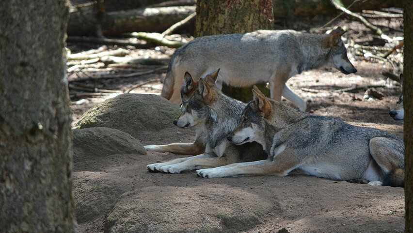 Волки понимают друг друга.