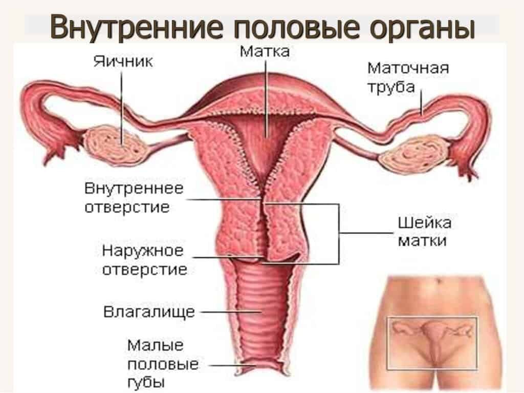 Векторы по запросу Женские органы