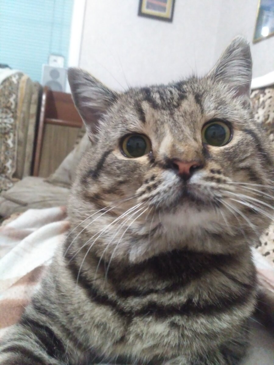 - Опять поди про меня строчишь в своём дзене?