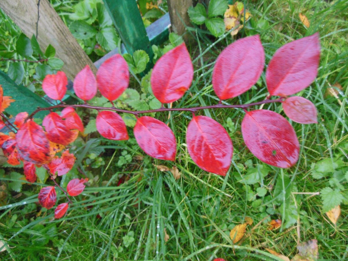 Скоро осень (фото автора)  