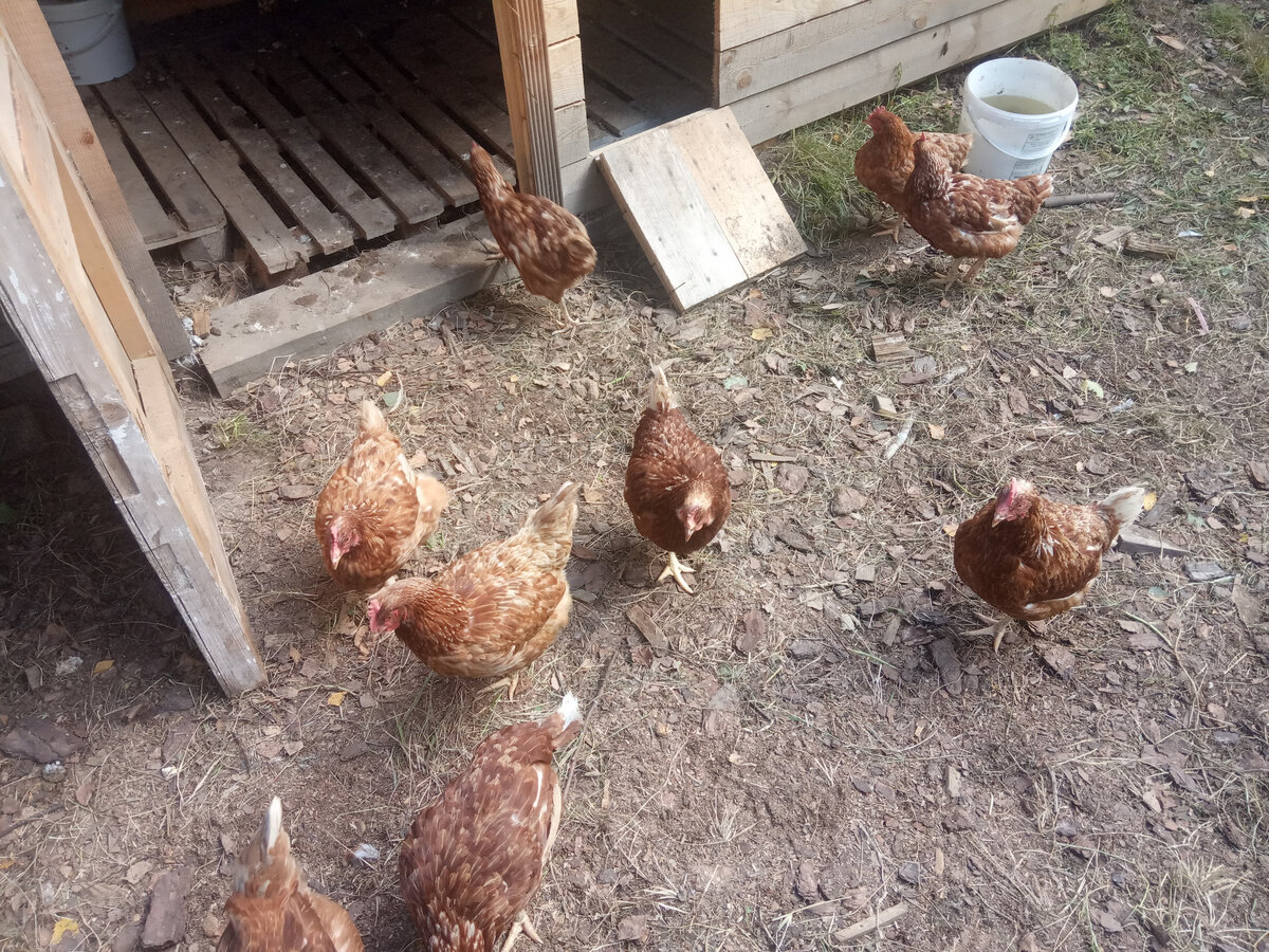 На прогулке. Порода Ломанн Браун