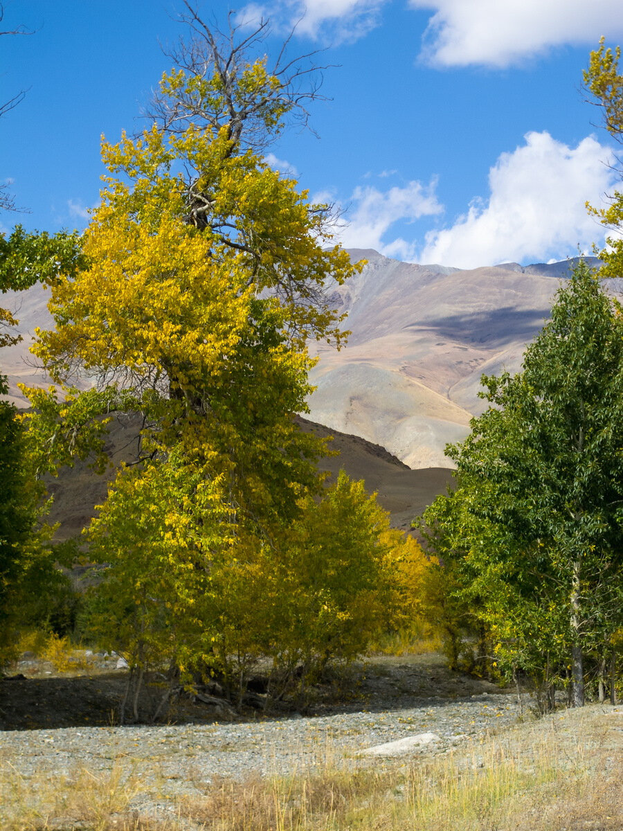 Из лиственных живет там тополь. И кусты...(источник фото личное)