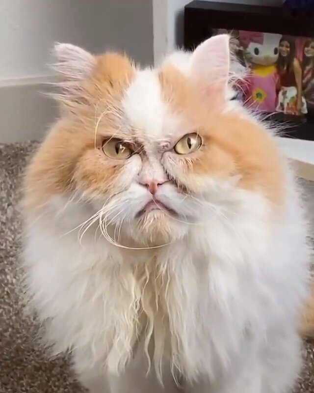 Кот с лицом человека