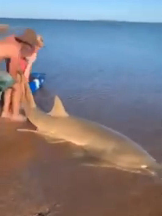 Спасают акулу попавшую на отмель песчаного пляжа
