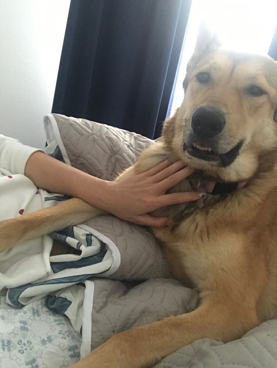 Пока пишу, эта краля лежит рядом и контролирует