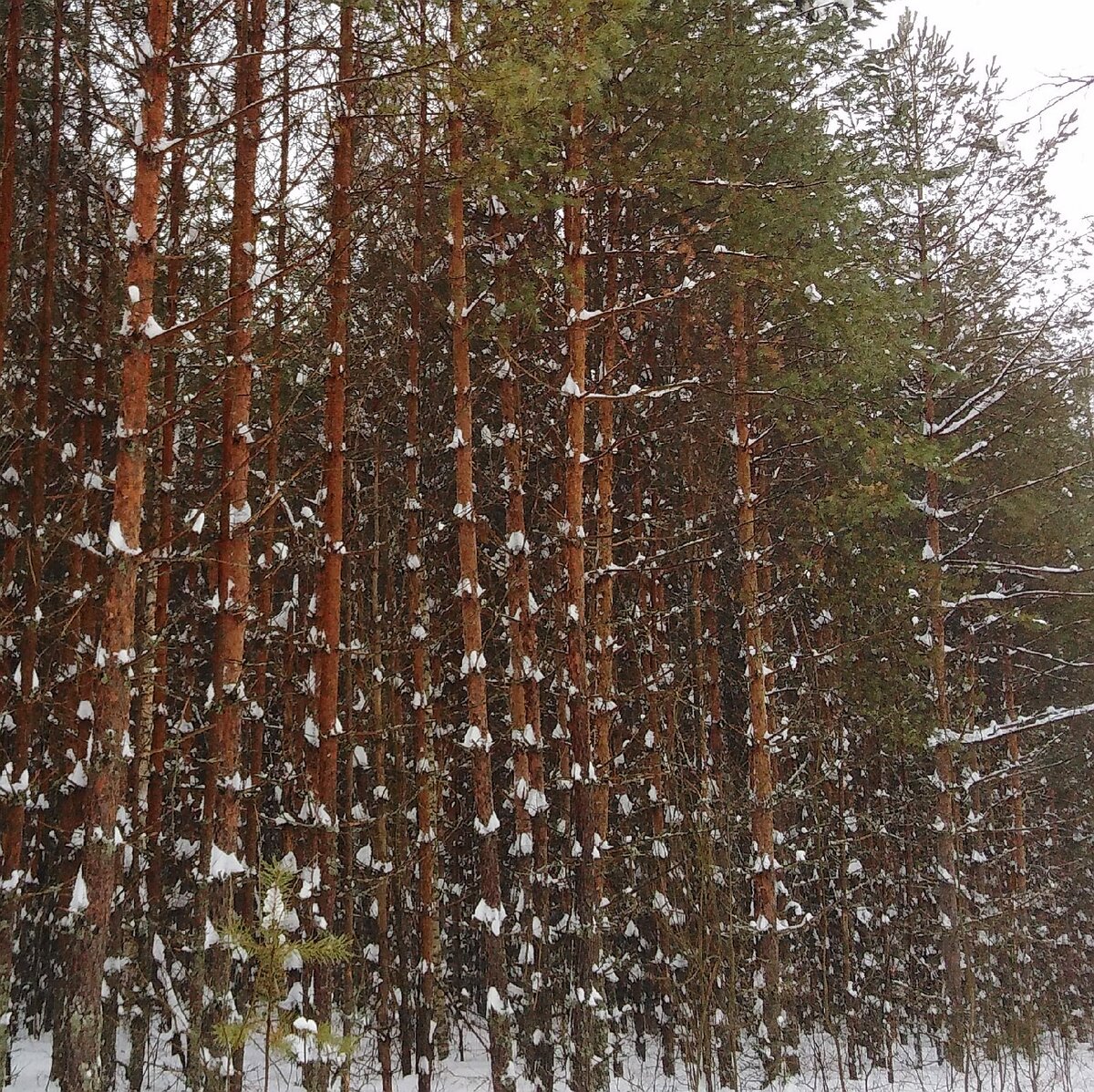 Куда поехать за новыми впечатлениями зимой на один день. Светлояр.  Нижегородская область | С ветром в волосах..... | Дзен