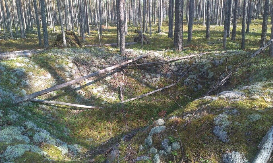 воронки от снарядов в лесу. воронки от снарядов в лесу. воронка в холме в лесу. воронка в земле в лесу. воронка в лесу.