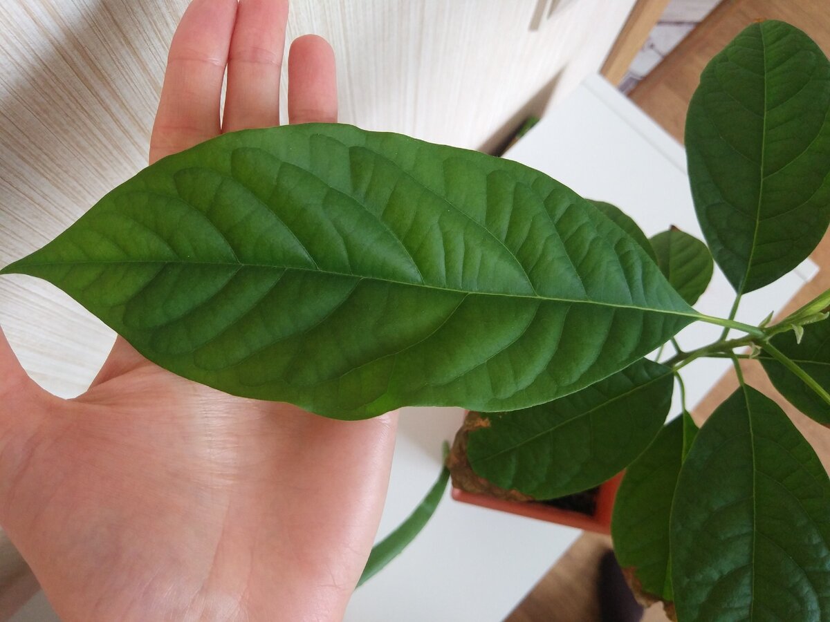 Новые листики выросли огромными 