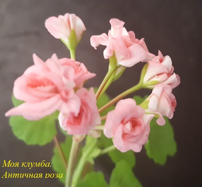 Пеларгония grangers antique rose фото и описание