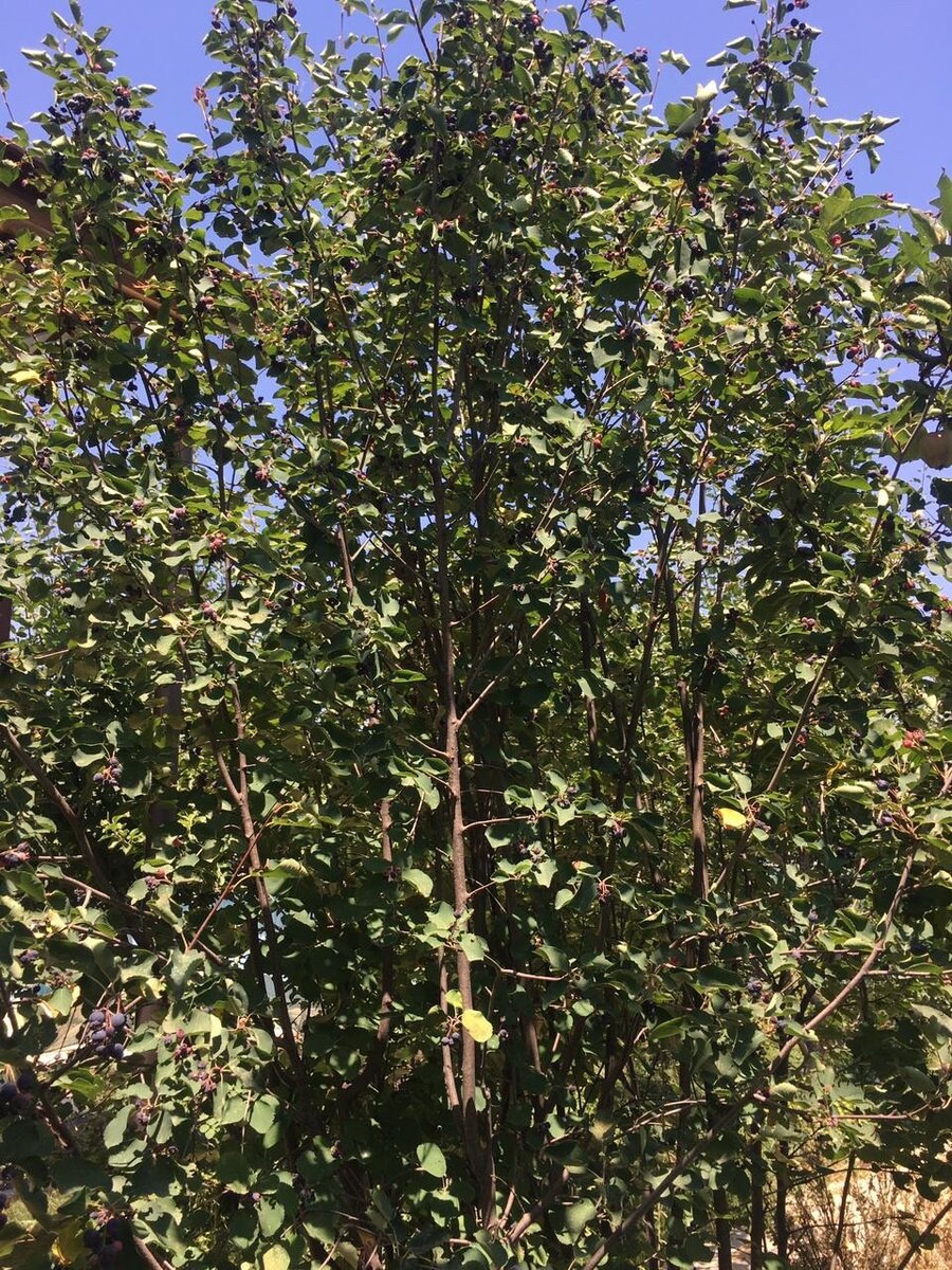 Растёт ирга большим красивым декоративным кустом.