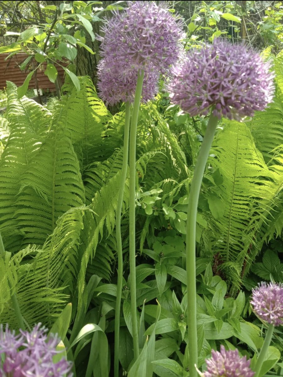 Allium wallichianum