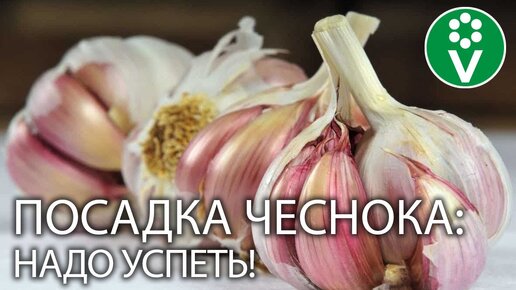 ПОСАДКА ЧЕСНОКА ВЕСНОЙ! Как подготовить и правильно посадить чеснок на практике с секретами!