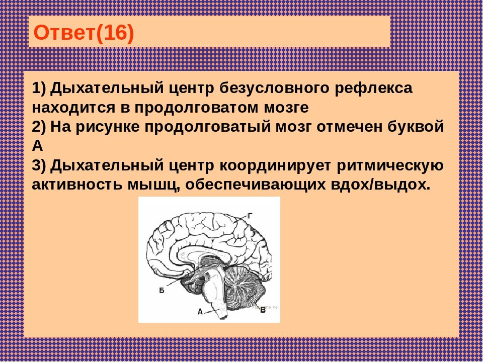 Содержит центры дыхательных рефлексов