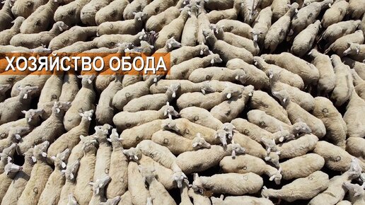 Отгонное овцеводство в хозяйстве Обода. 4500 голов Дагестанской горной породы. Село Камилух