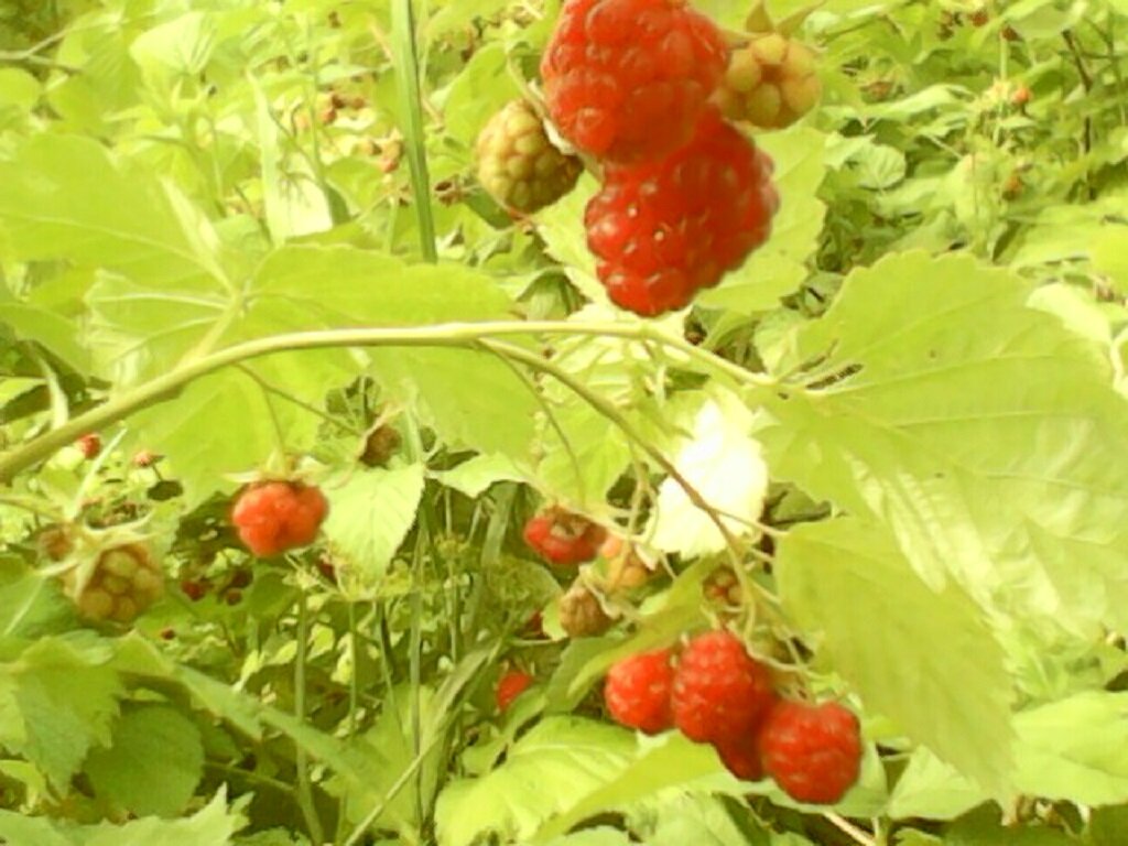 Малина после урожая. Ремонтантная малина побеги. Малино. Малина кустарник. Малина ремонтантная формироуа.