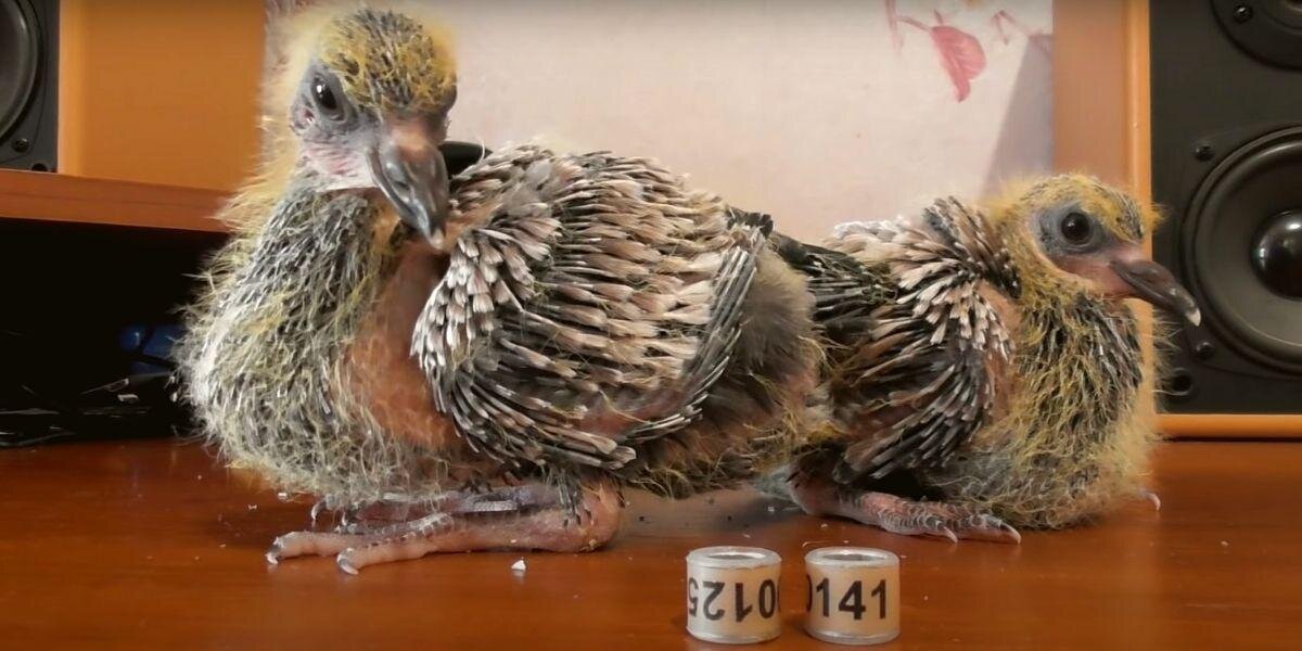 Кольцевание голубя