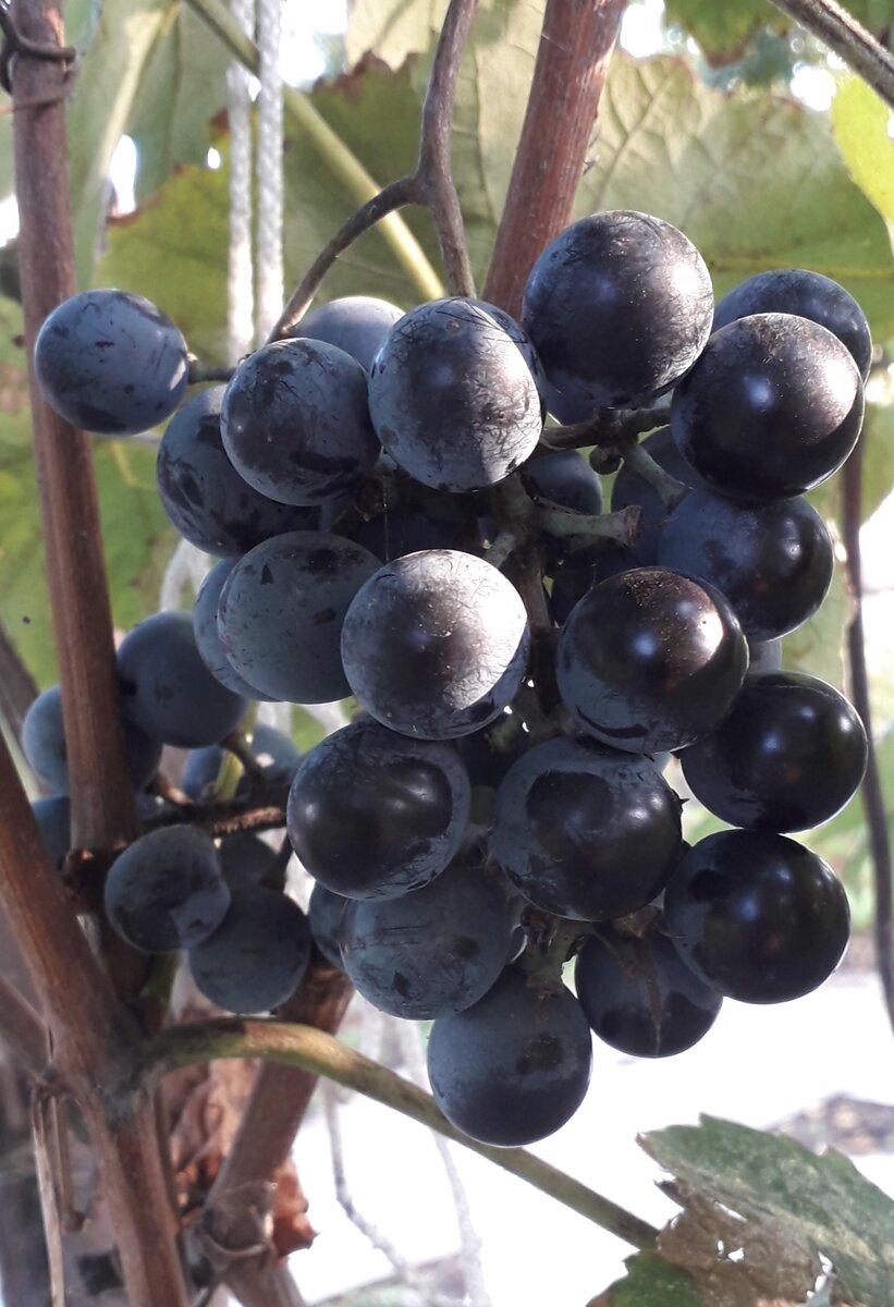 Вино из винограда Изабелла: рецепт пошаговый