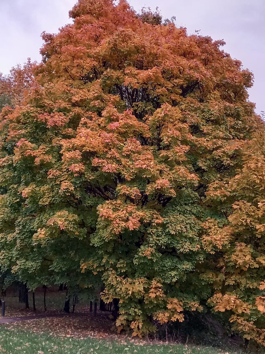 Невероятный гигант-клен