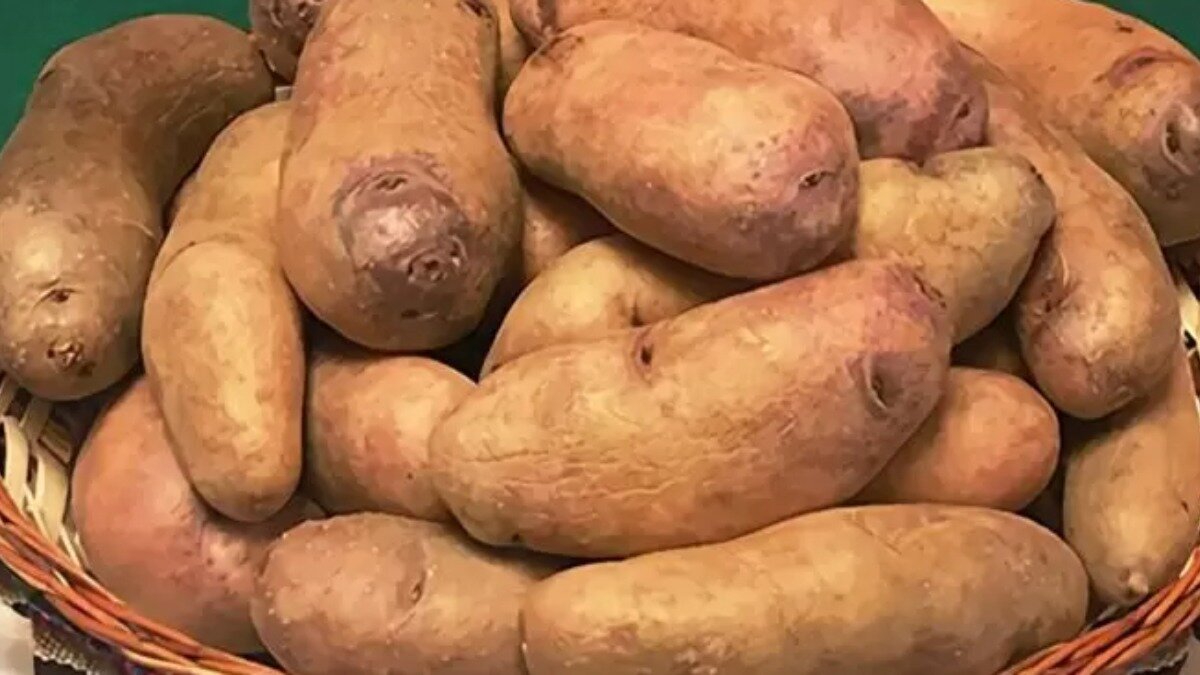 Фото:potatoes.news Сорт картофеля «Винай»