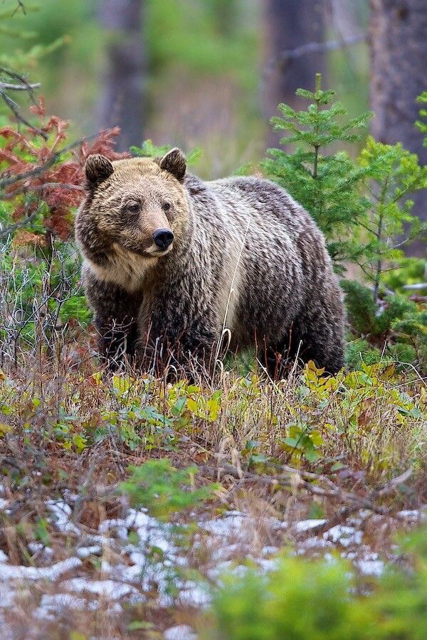 Just bear. Медведи и волки в природе. Милтон Гризли. Bear community.