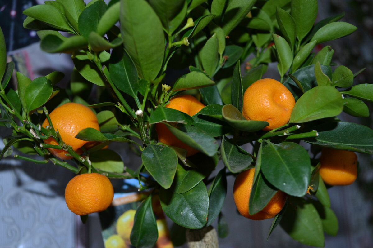 Домашние, комнатные мандарины