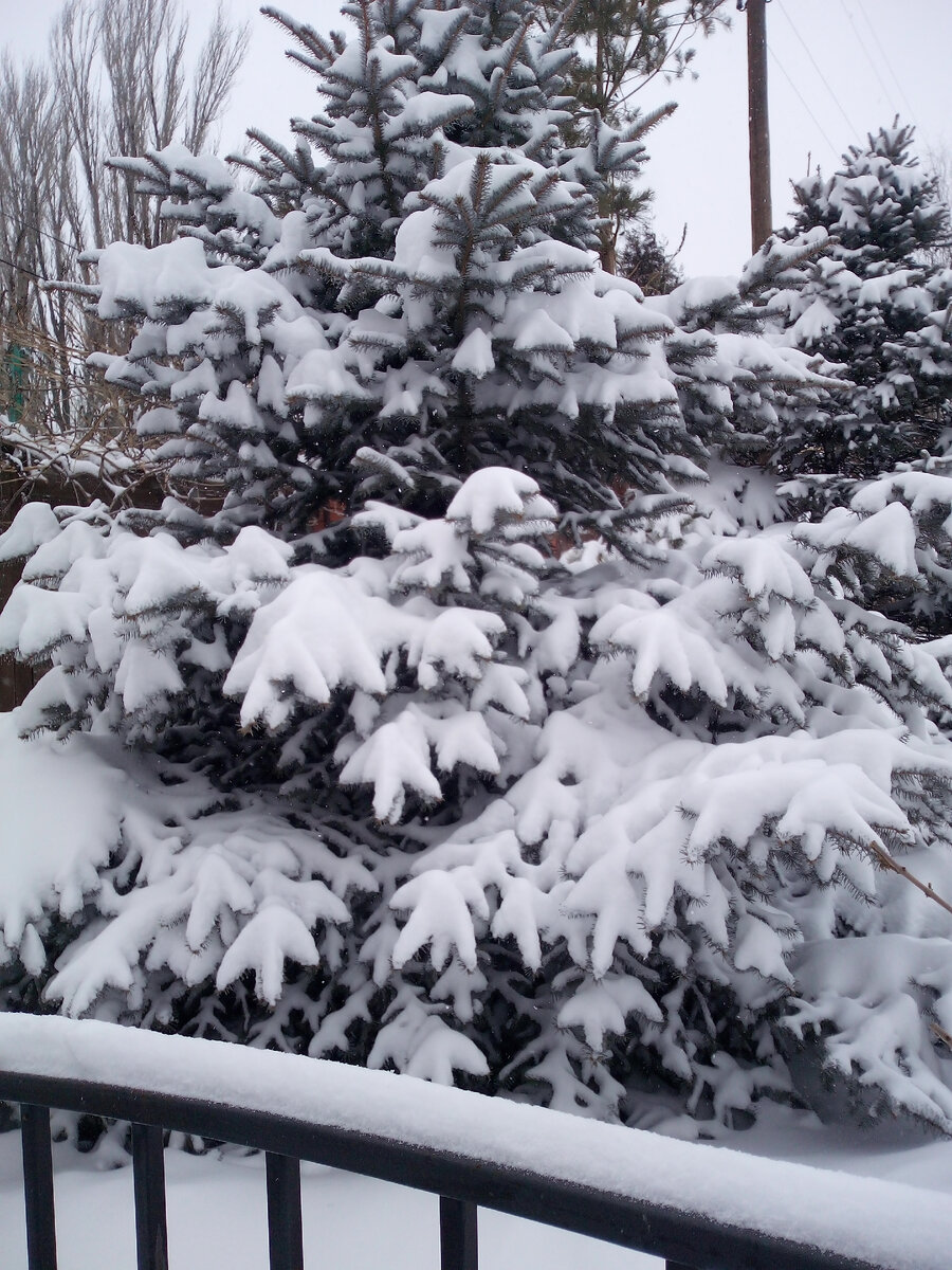 Ёлочка под снегом.