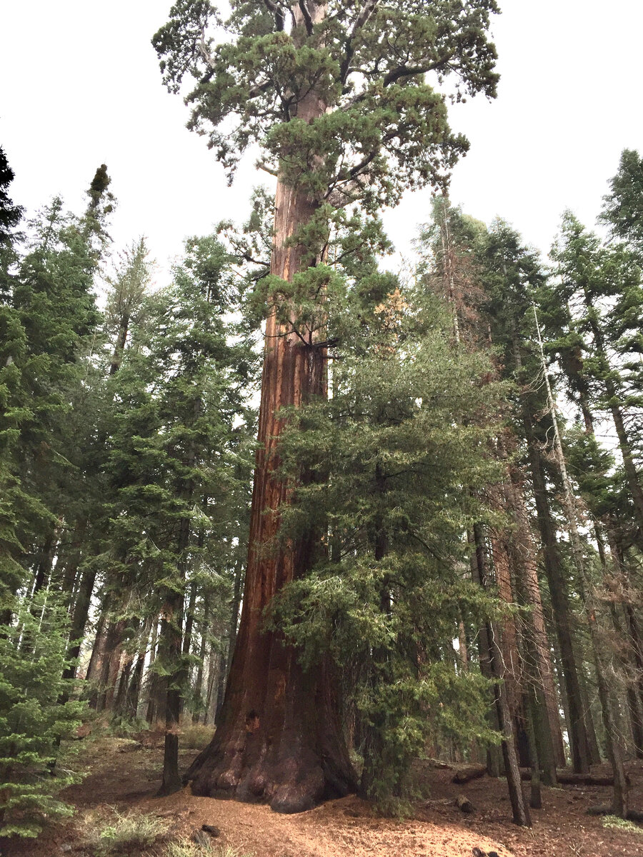 Мое фото (Артур Куштанов), сделанное в Sequoia National park в октябре 2018 года
