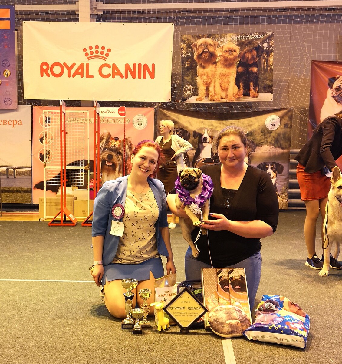 Череповец Моно мопс "Весенний Баловень" Лучший щенок выставки