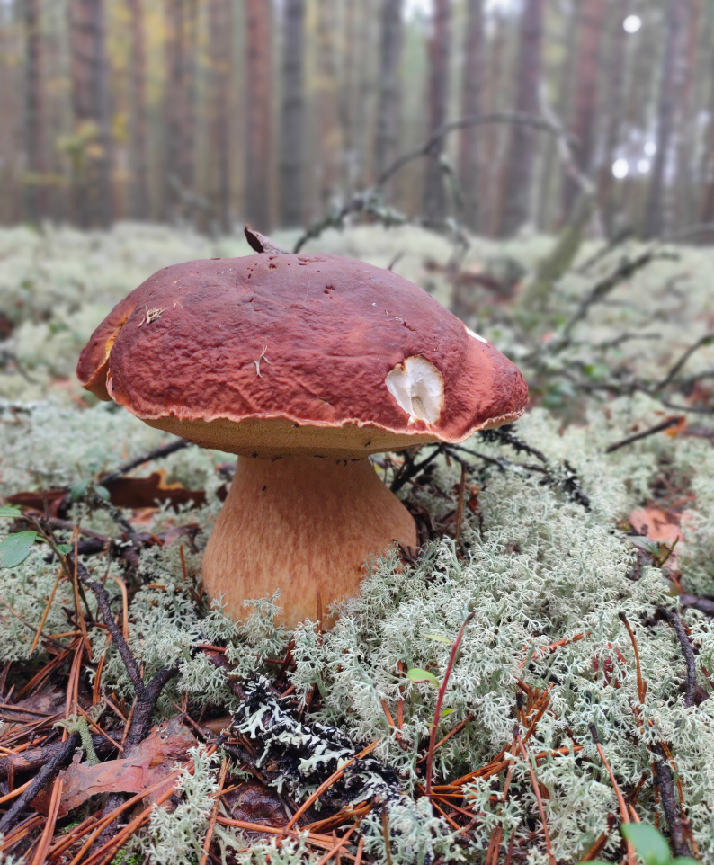 Автор фото Владимир