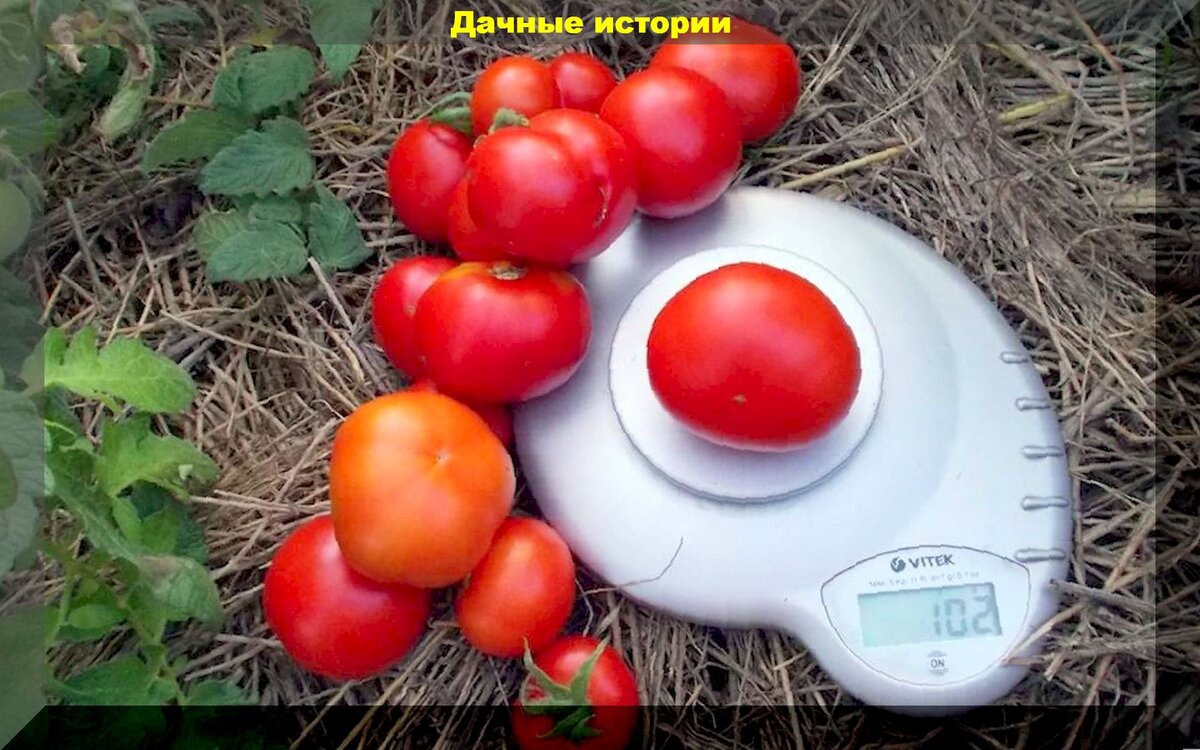 https://vk.com/photo-159774511_457250890