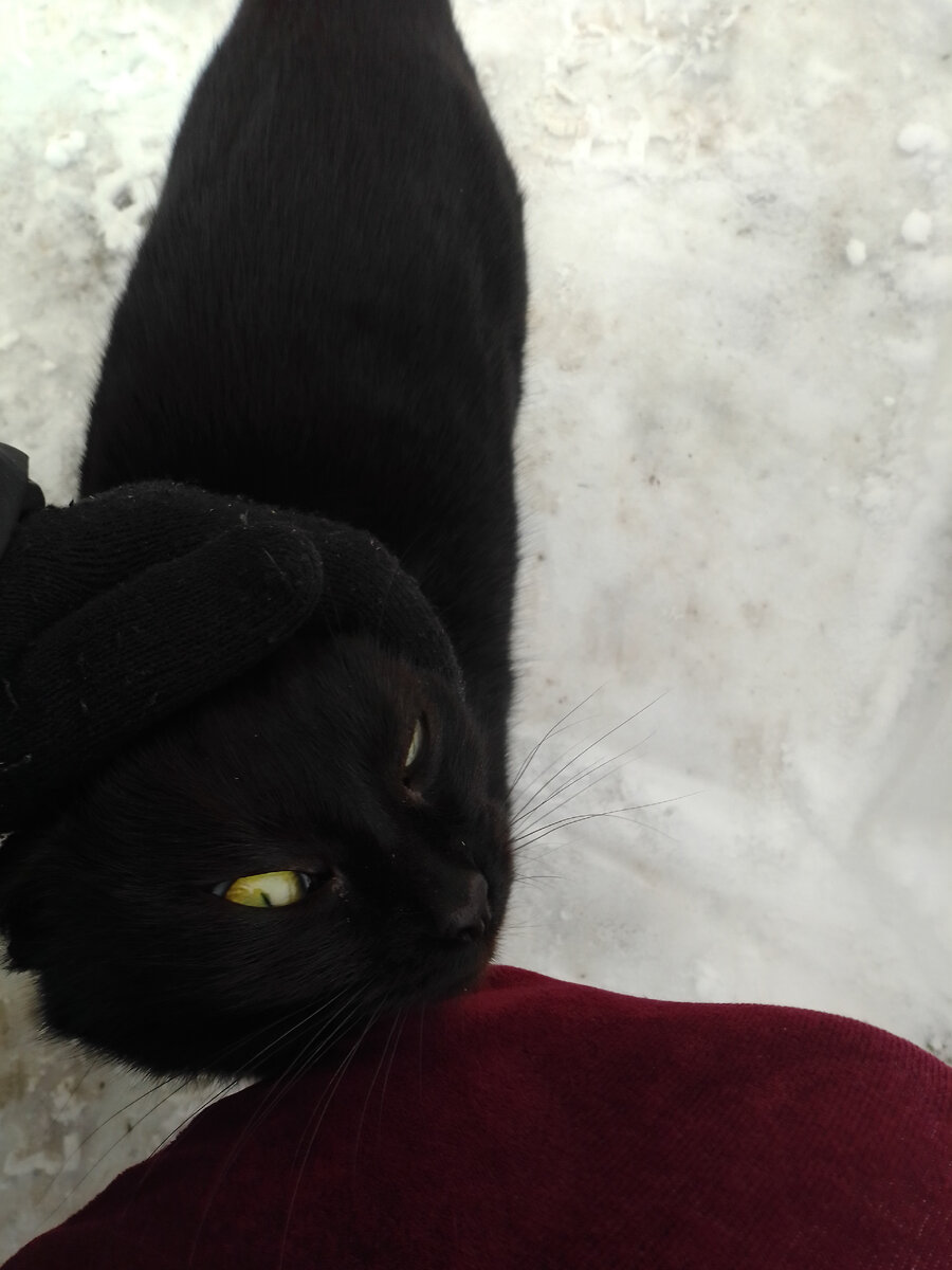 Когда я глажу Косю, она закрывает глаза, а на фото получилось так)))