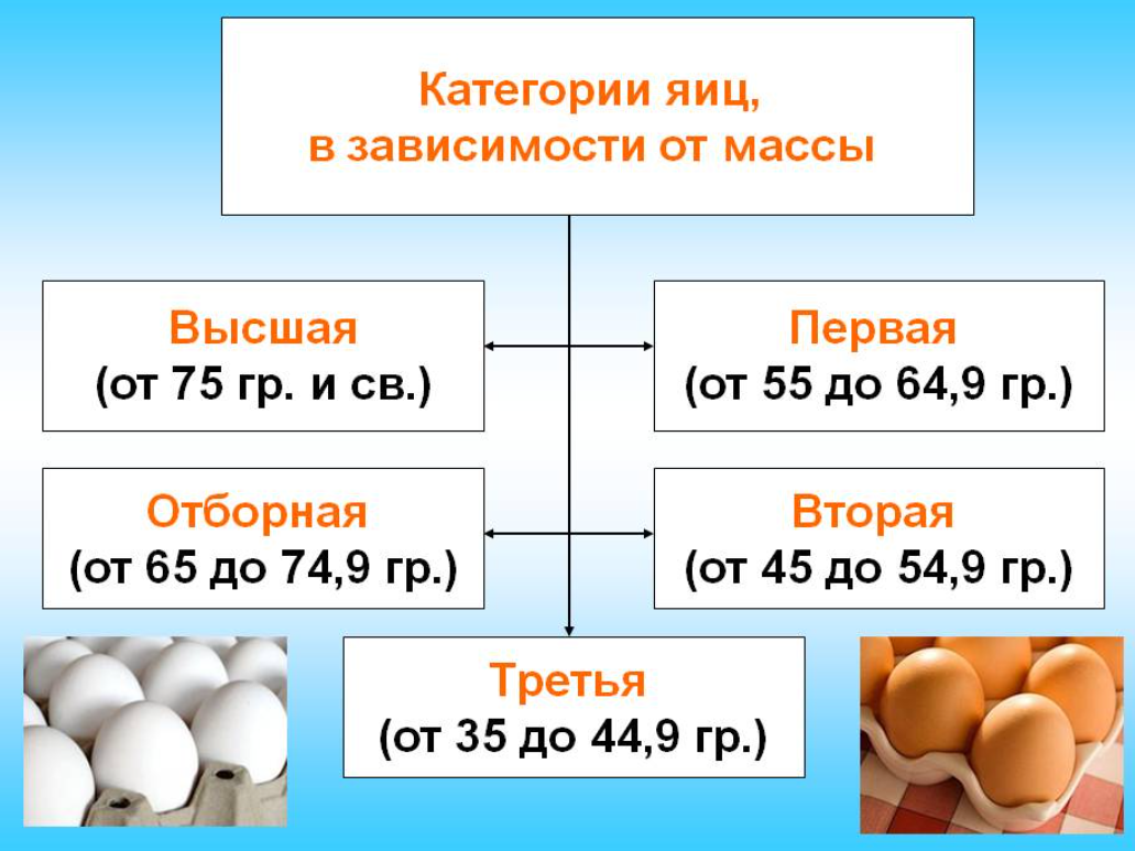 Высшая категория яиц