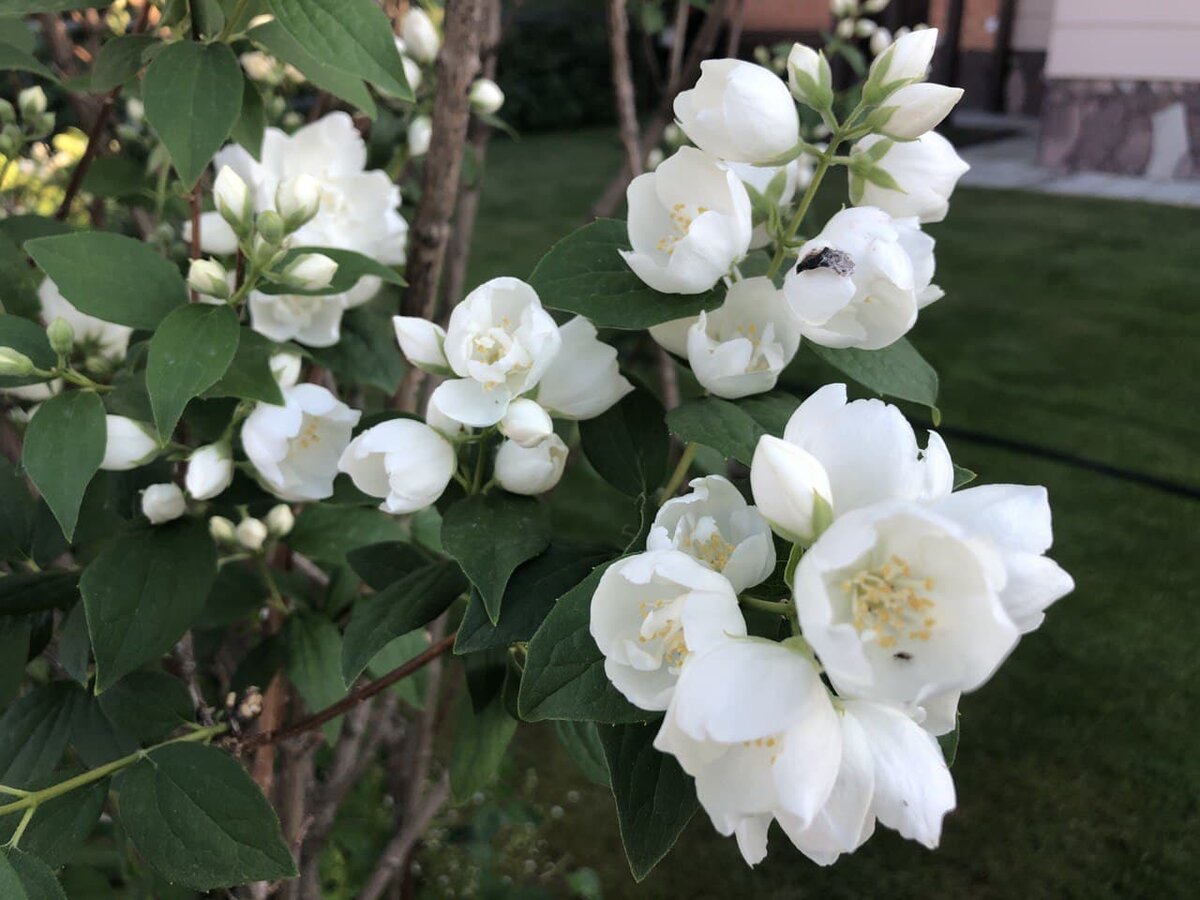 Чубушник тоже часто поражается тлей